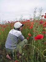 coquelicot